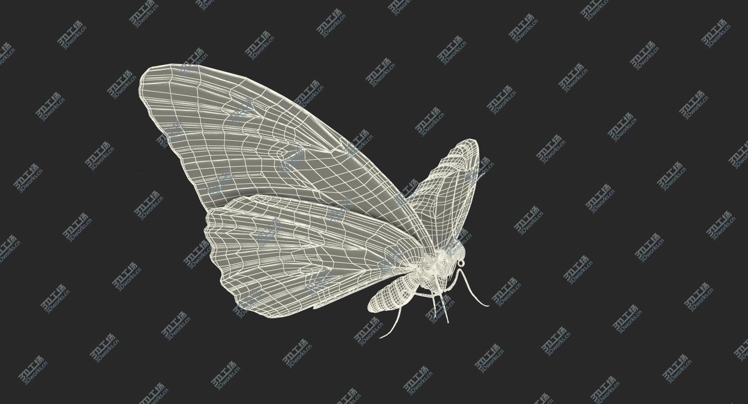 images/goods_img/20210113/Morpho Peleides Butterfly Rigged for Maya 3D model/4.jpg